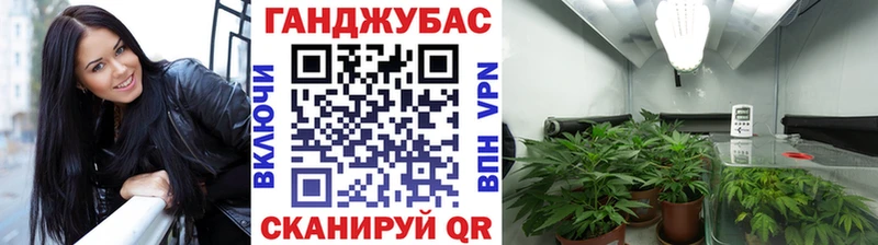 Конопля гибрид Мензелинск